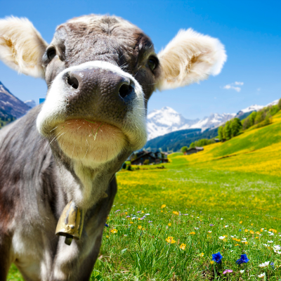 Nahaufnahme aus der Froschperspektive einer grau-weissen Grauvieh-Kuh mit einer Kuhglocke um den Hals, deren Flotzmaul ganz nah an der Linse ist, auf einer blühenden Schweizer Alpwiese im Sommer.png