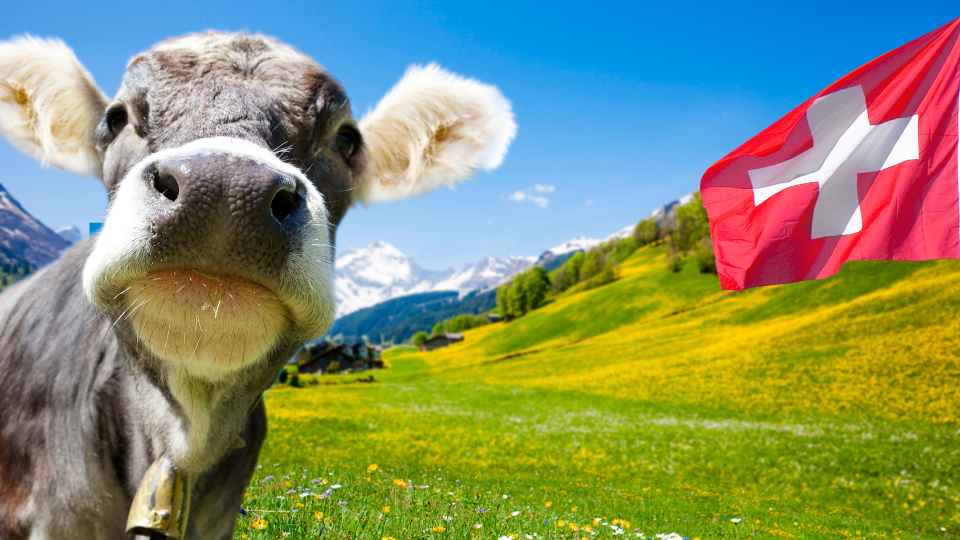 Gros plan en contre-plongée d'une vache grise et blanche de race "Grauvieh" avec une cloche au cou et le museau proche de l'objectif, dans un pâturage fleuri des Alpes suisses avec le drapeau suisse qui flotte au vent à droite.png