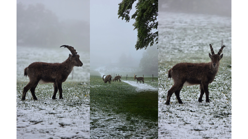 Fotocollage mit einem Steinbock im Profil einer grasenden Herde im Schnee und demselben Steinbock mit Blick zur Kamera.png