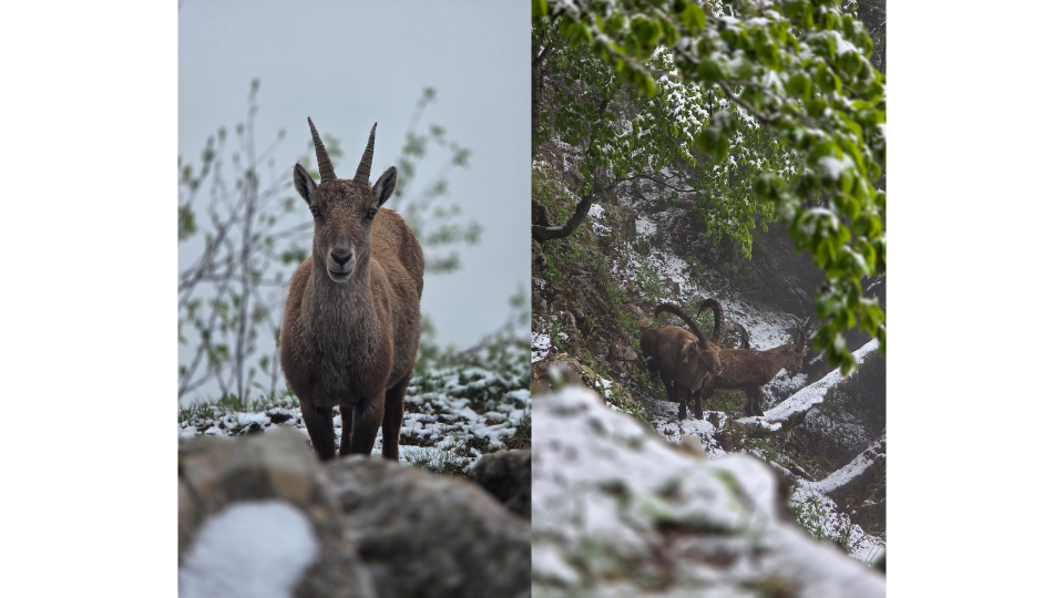Fotocollage mit einem Steinbock mit kurzen Hörnern im Porträt und zwei Steinböcken zusammen im Schnee.png