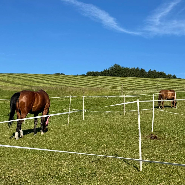 Cover_image_Lahmes_pferd.webp