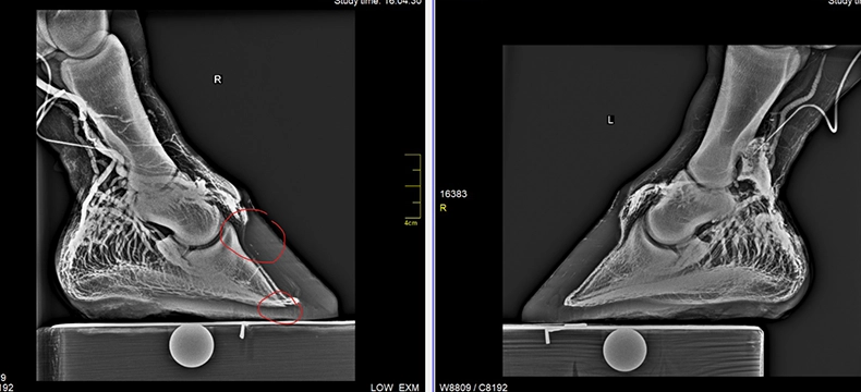 Venogram_Vorderhufe.webp