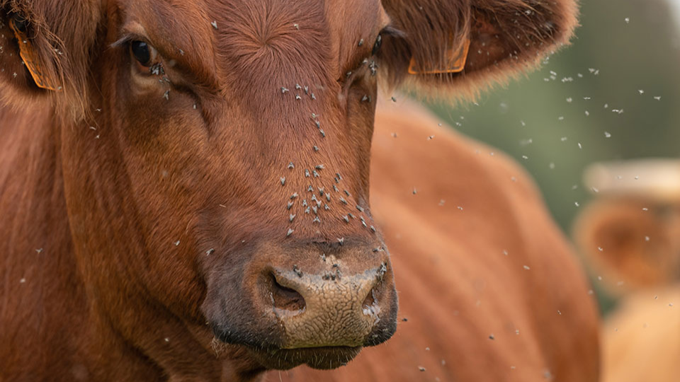 Gros plan d'une vache rouge-pie dans un pâturage, dont la tête se trouve à gauche de l'image. Son corps est légèrement flou à l'arrière-plan à droite, et elle est couverte de mouches.png