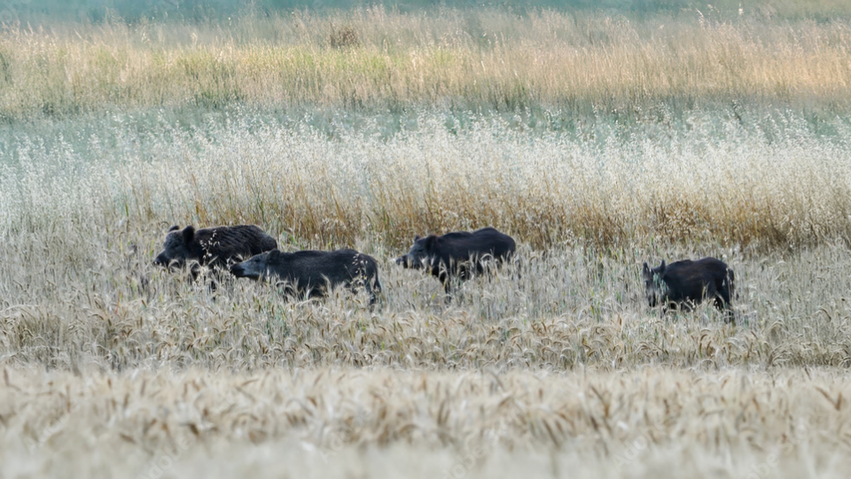 Wildschweine in einem Getreidefeld, umgeben von hohem Gras und Kulturpflanzen.png