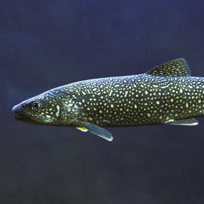 Unterwasseraufnahme eines Namaycush-Seesaiblings im Profil von rechts. Das Sonnenlicht im dunkelblauen Wasser hebt die hellen Flecken, spitzen Flossen und den markanten Kopf des Raubfisches hervor.png