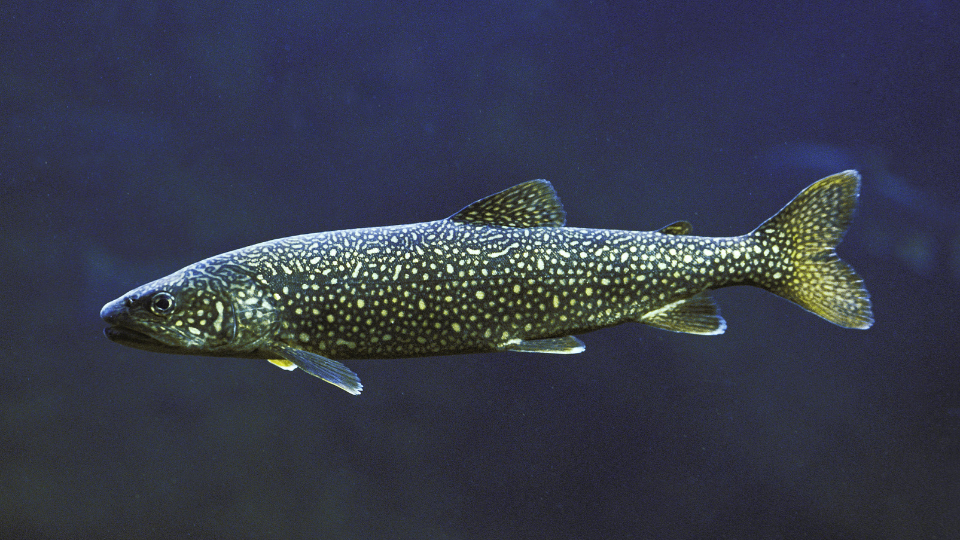 Unterwasseraufnahme eines Namaycush-Seesaiblings im Profil von rechts. Das Sonnenlicht im dunkelblauen Wasser hebt die hellen Flecken, spitzen Flossen und den markanten Kopf des Raubfisches hervor.png