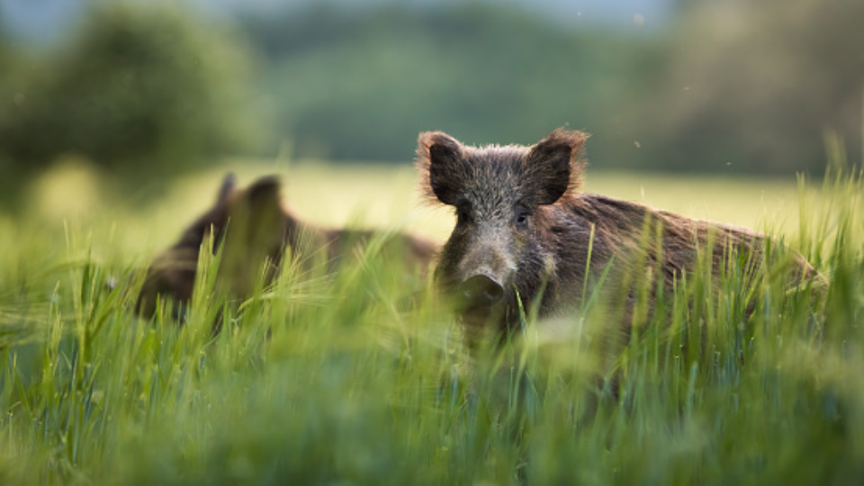 Zwei Wildschweine brechen im Sommer auf einem grünen Getreidefeld nach Nahrung. Die Wirbeltiere grasen in der Sommerzeit vor einem unscharfen Hintergrund.png