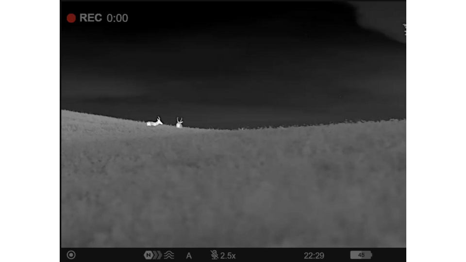 Wärmebildaufnahme des Pulsar Oryx LRF XG35. Zwei Rehböcke stehen auf einem offenen Feld.png