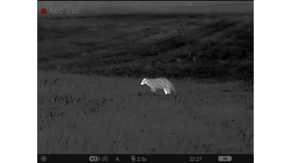 Screenshot einer Wärmebildaufnahme mit dem Pulsar Oryx LRF XG35, auf der ein Dachs auf einem Feld zu sehen ist.png