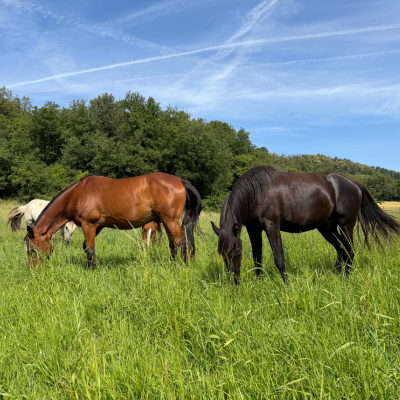 Eine Gruppe von Pferden grast friedlich auf einer grünen Weide im Sommer.png