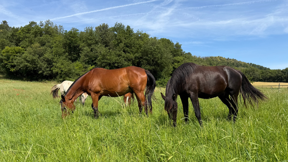Un groupe de chevaux broute paisiblement dans un pâturage vert en été.png