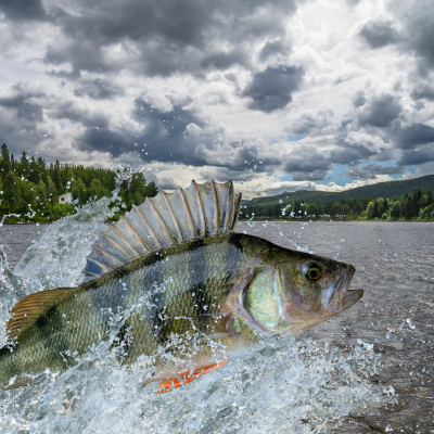 Spektakulärer Sprung eines Barsches im Wasser mit Gischt vor einer Kulisse aus grünen Bäumen och Bergen bei bewölktem, grauem Himmel.png