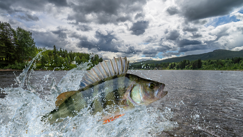Spektakulärer Sprung eines Barsches im Wasser mit Gischt vor einer Kulisse aus grünen Bäumen och Bergen bei bewölktem, grauem Himmel.png