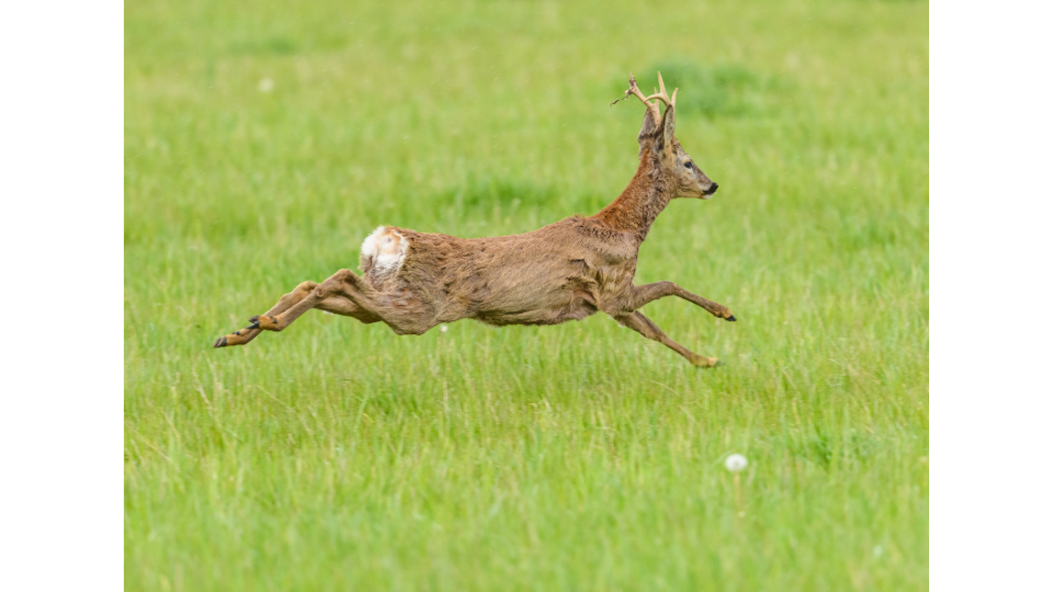 Ein jüngerer Rehbock springt im gestreckten Galopp von links nach rechts über eine grüne Wiese während der sommerlichen Blattzeit.png