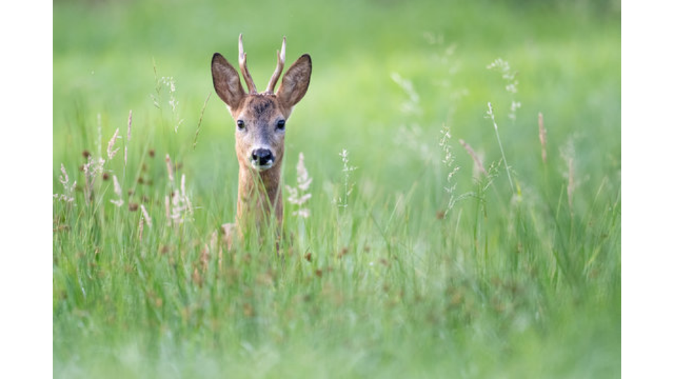 Ein aufmerksamer Rehbock blickt direkt aus dem hohen, grünen Gras einer Wiese in die Kamera während der Blattzeit.png