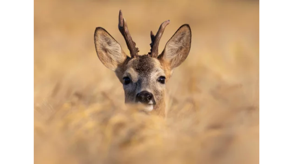 Rehbock im Sommer. Ein Bock mit Gehörn steckt den Kopf aus einem goldgelben Kornfeld und schaut in die Kamera.png