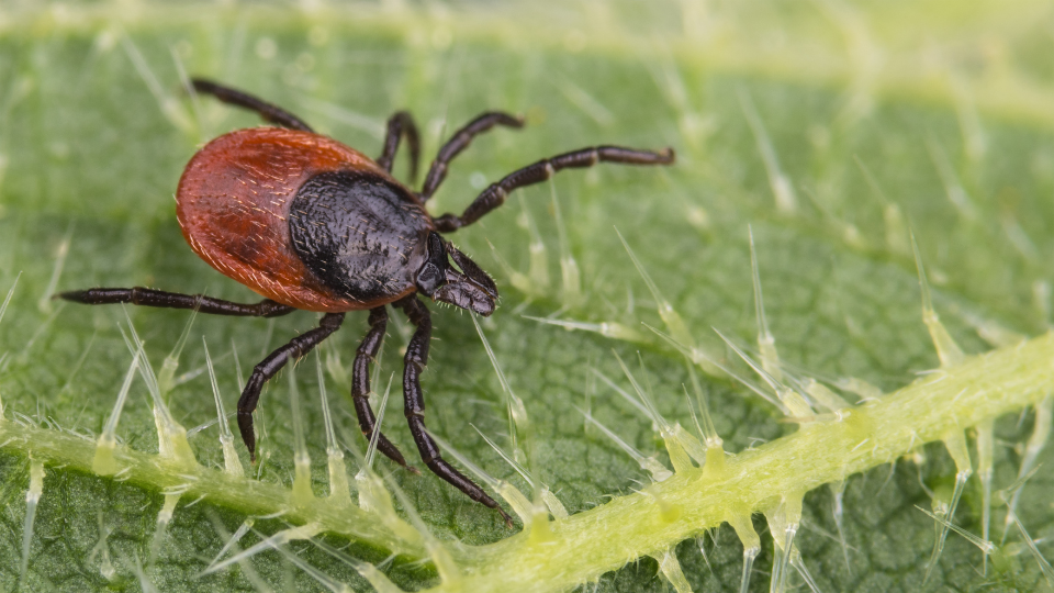 Nahaufnahme einer Zecke (Gemeiner Holzbock, Ixodes ricinus) auf einem Brennnesselblatt im schattigen Unterholz.png