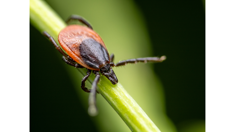 Ein Gemeiner Holzbock (Ixodes ricinus) klettert auf einem grünen Pflanzenstängel in Lauerstellung.png