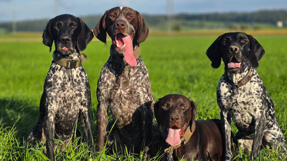 Vier Jagdhunde sitzen hechelnd im hohen, grünen Gras einer Wiese und zeigen deutliche Zeichen von Hitzestress im Sommer.png