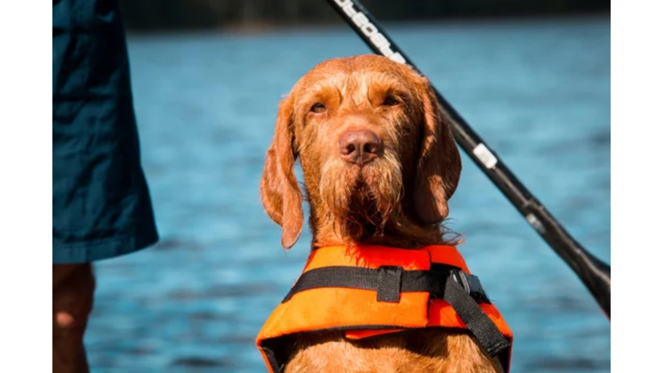 Nahaufnahme eines Magyar Vizsla Jagdhundes mit einer orangefarbenen Hundeschwimmweste auf einem SUP-Board beim Stand-up-Paddling im Sommer.png