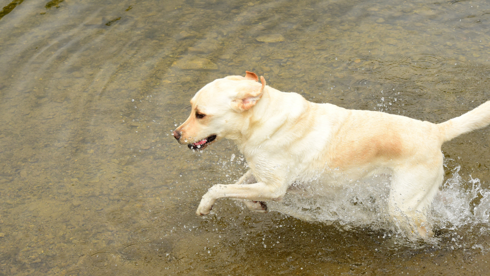 Ein blonder Labrador Retriever Jagdhund rennt im flachen Wasser und bringt viel Bewegung in die sommerliche Wasserarbeit.png