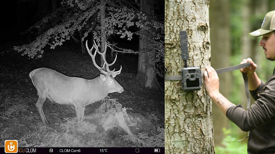 Bildcollage zur Wildbeobachtung. Links die Nachtaufnahme eines Rothirschs durch eine ICU CLOM Wildkamera, rechts ein Jäger bei der Montage einer Fotofalle an einem Baum.png