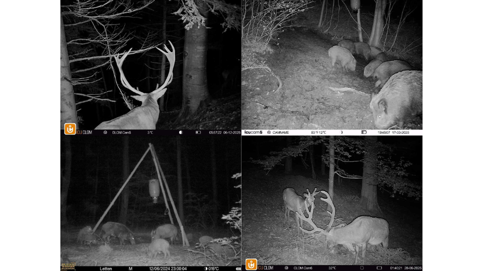 Vierteiliges Bildcollage von einer Wildkamera. Infrarot-Nachtaufnahmen von Rothirschen mit grossem Geweih und Wildschweinen (Schwarzwild) an einer Kirrung im Wald.png