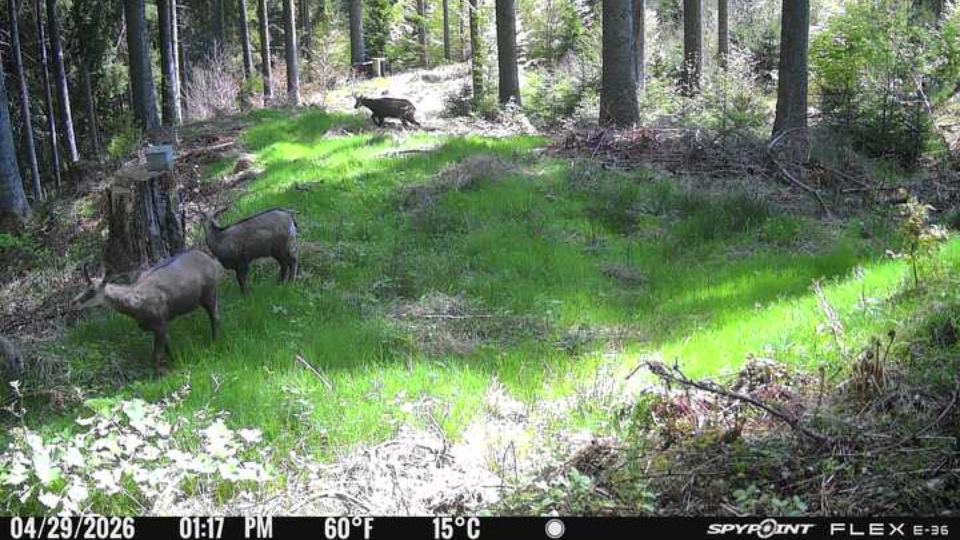 Tagesaufnahme einer Spypoint Flex Wildkamera. Drei Gämsen stehen auf einer grünen, sonnigen Waldlichtung im Sommerrevier.png