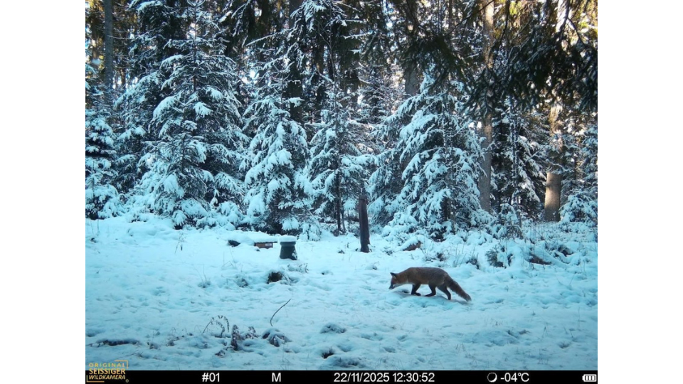 Winteraufnahme einer Seissiger Wildkamera. Ein Rotfuchs schnürt durch eine verschneite Waldlichtung.png