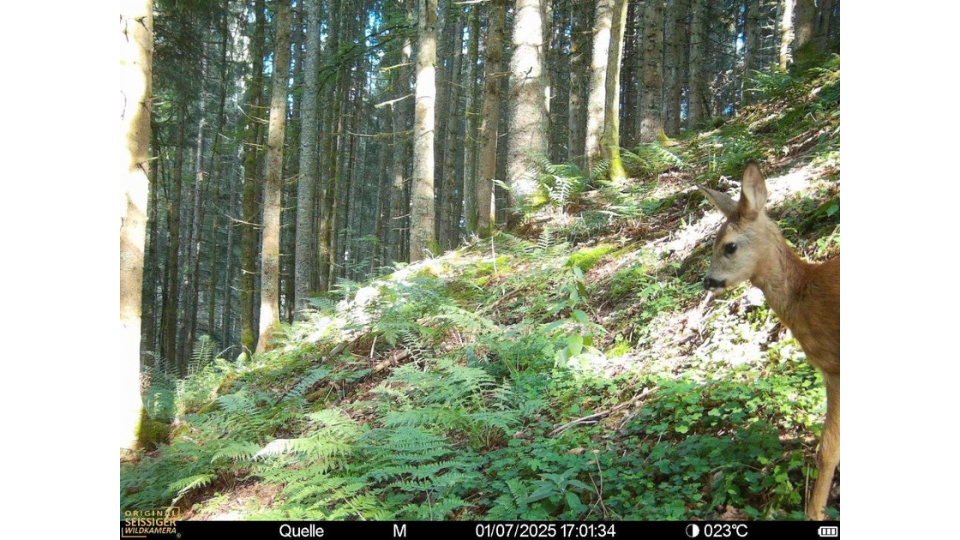 Tagesaufnahme einer Seissiger Wildkamera im Sommer. Ein Reh blickt am Rand eines dicht bewachsenen Waldhangs mit Farnen in den Erfassungsbereich.png
