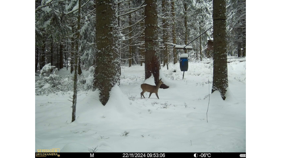 Wildtierbeobachtung im Winter. Ein Reh zieht im tiefen Schnee an einer Futterstelle mit blauem Fass im Nadelwald vorbei.png