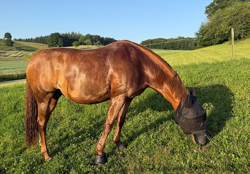 Contess auf Weide.webp