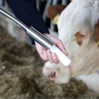 Sachgemässe Verabreichung eines Bolus bei einer Kuh mit einem Metall-Boluseingeber im Laufstall.png
