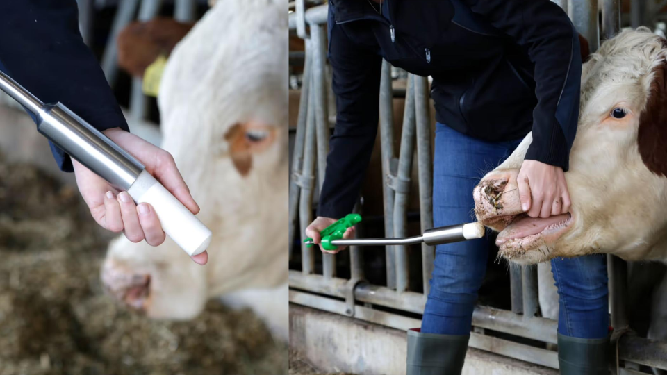 Administration correcte d'un bolus à une vache à l'aide d'un applicateur métallique dans l'étable.png