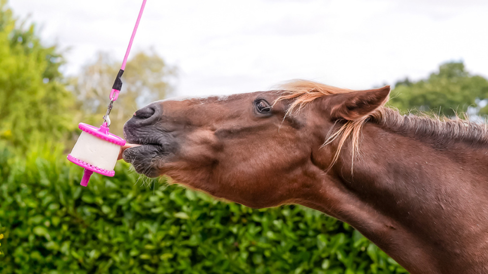 Cheval léchant une pierre à sel suspendue dans un support rose pour compenser les pertes en minéraux en été.png