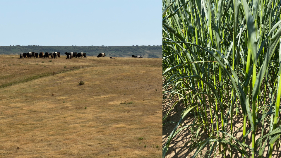 Troupeau de bovins sur une prairie asséchée et gros plan sur une culture de maïs en été.png