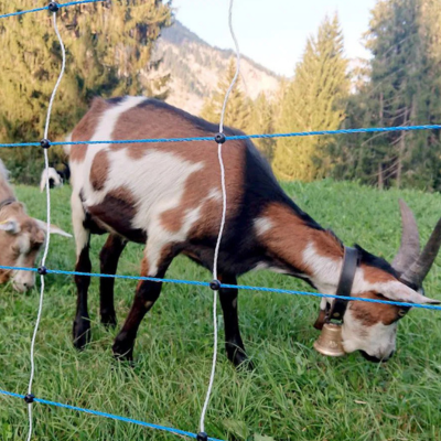 Zwei Ziegen auf einer alpinen Weide hinter einem blau-weissen Elektro-Hütenetz zum Herdenschutz.png