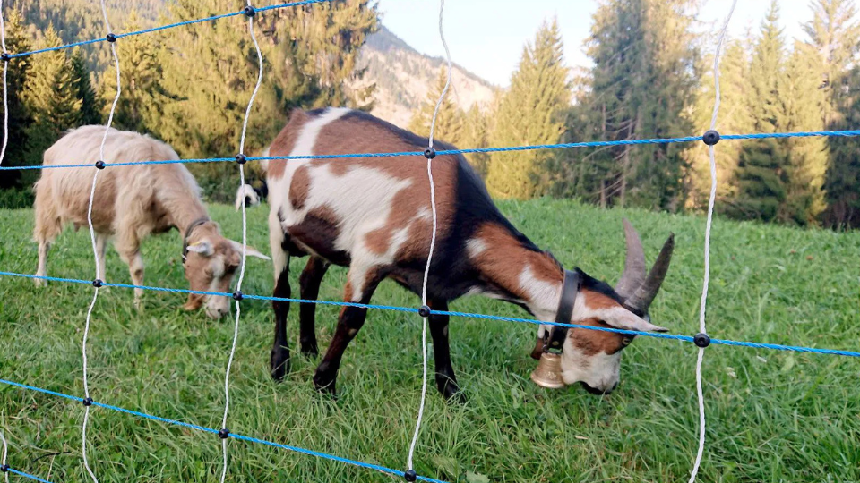 Deux chèvres pâturant dans un pré alpin derrière un filet de protection électrique bleu et blanc.png