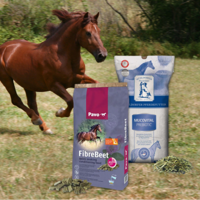 Gallopierendes braunes Pferd auf einer Wiese neben Pavo FibreBeet und Mühldorfer Mucovital Prebiotic Pferdefutter-Säcken.png