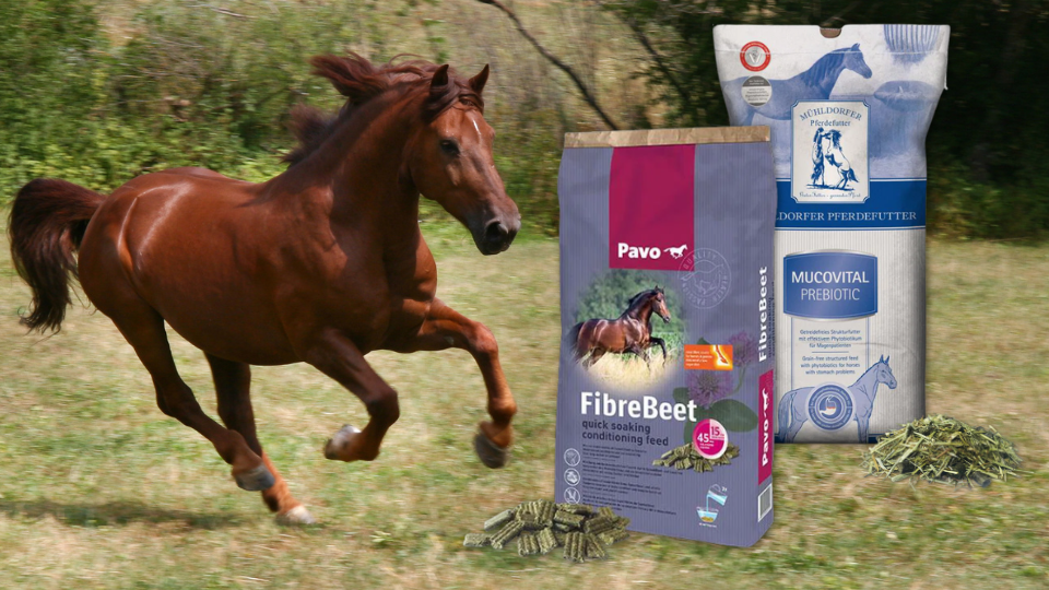 Gallopierendes braunes Pferd auf einer Wiese neben Pavo FibreBeet und Mühldorfer Mucovital Prebiotic Pferdefutter-Säcken.png