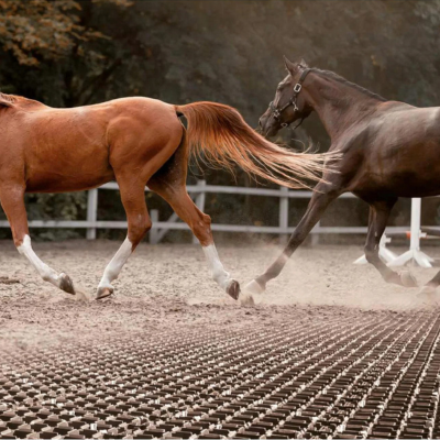 Pferde laufen auf trittsicherem und befestigtem Paddock mit Bodengittern im Herbst.png