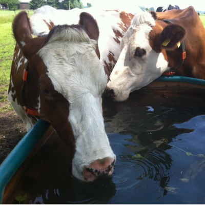 Kühe trinken an einer Weidetränke auf der Wiese im Herbst.png