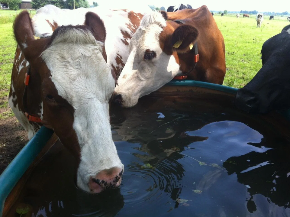 Kühe trinken an einer Weidetränke auf der Wiese im Herbst.png