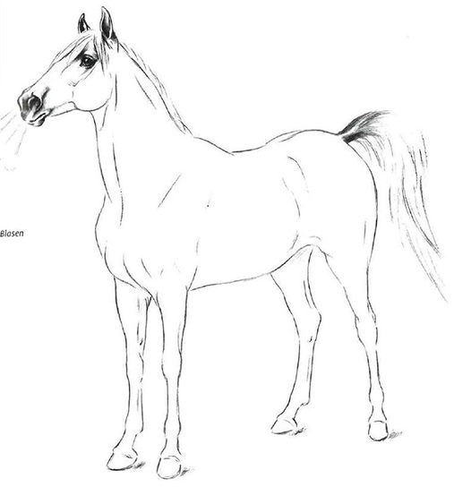 pferdeverhalten-von-m-z-was-will-mir-mein-pferd-sagen (7).jpg