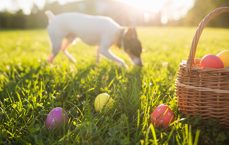 Blog-788x500-Ostern.jpg