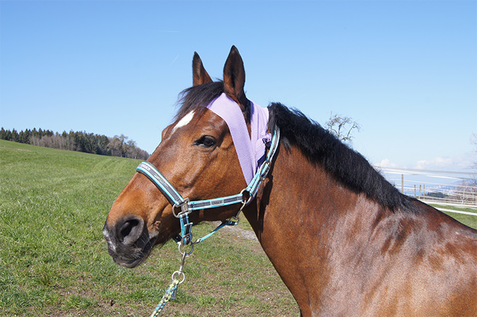 koerperbaender-fuers-pferd-teil-1-kleine-hilfe-grosse-wirkung (2).jpg
