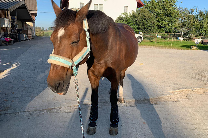 produktbewertung-5-sterne-fuer-horseware-ice-vibe (1).jpg