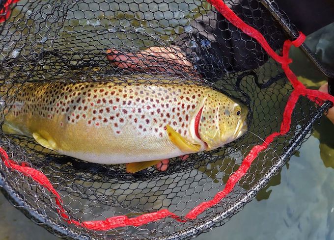 Rapala Karbon Trout Net.jpg