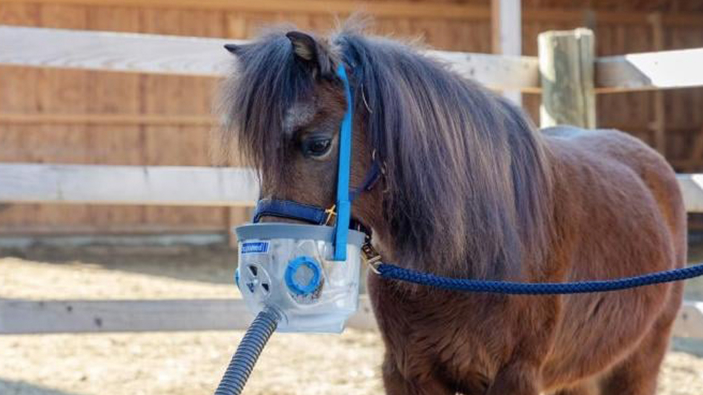 Pferdeinhalator-Beitragsbild.jpg