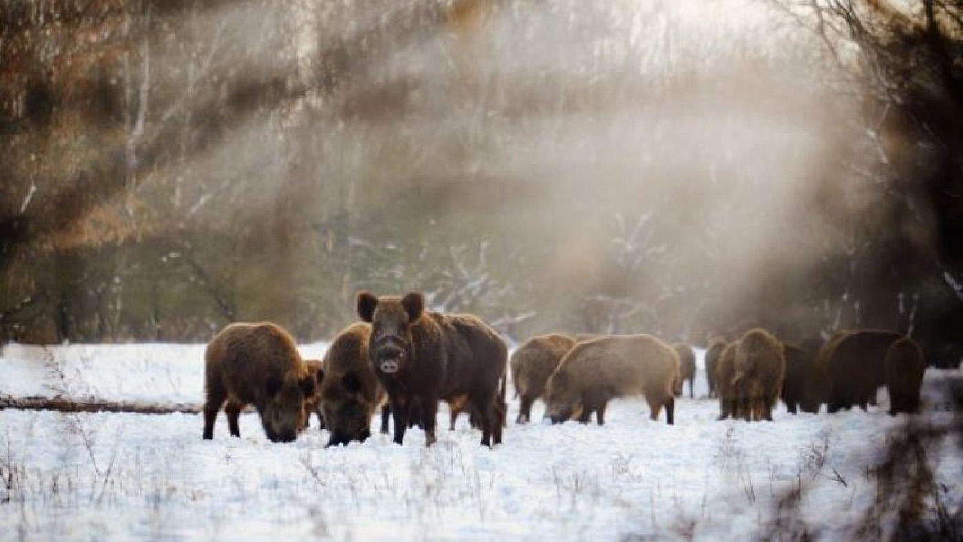 tiere-im-winter.jpg